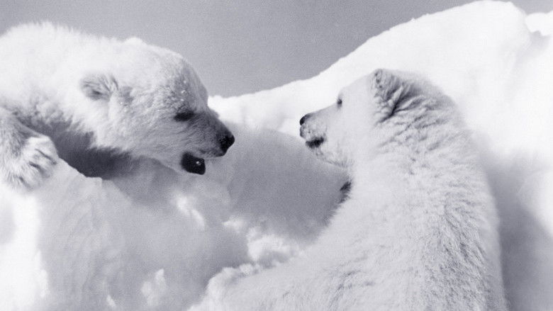 кадр из фильма White Wilderness