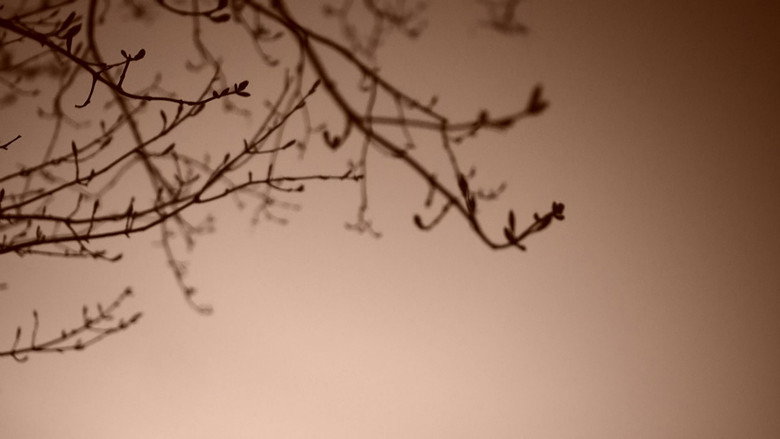 кадр из фильма Dunsinane