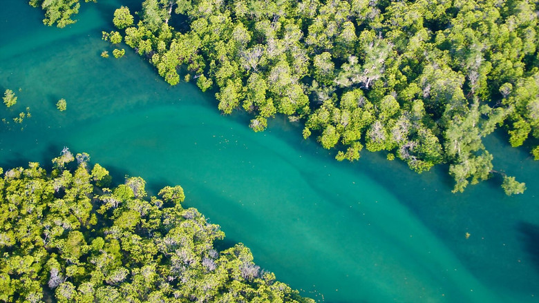 кадр из фильма The Magic of Mangroves
