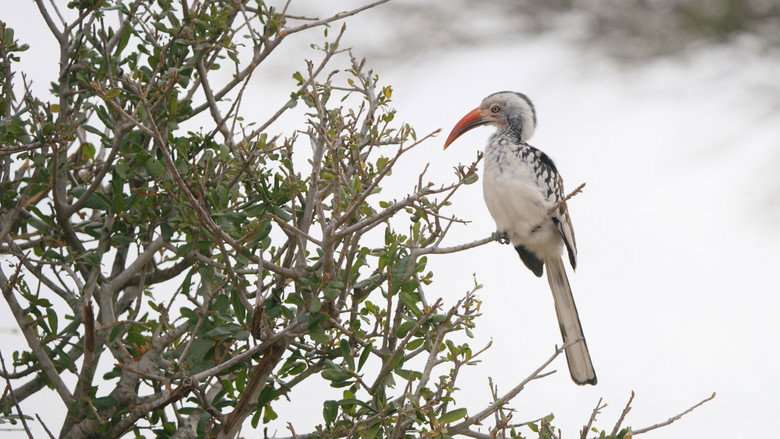кадр из фильма Elephant in the Room