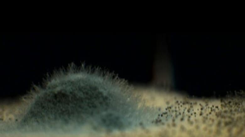 кадр из фильма Плесень