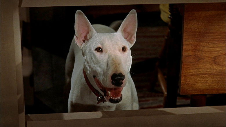 кадр из фильма Невероятное путешествие