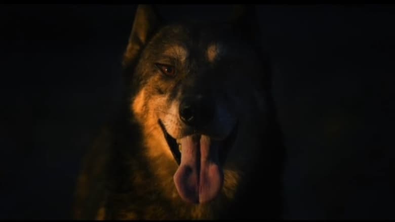 나의 플래시 속으로 들어온 개