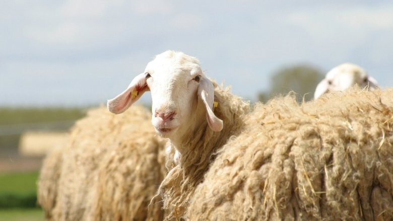 кадр из фильма Sweetgrass