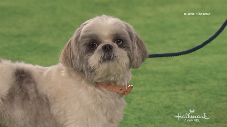 кадр из фильма The 2018 American Rescue Dog Show