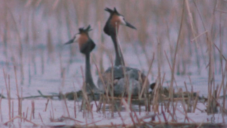 кадр из фильма Pohjoisten metsien äänet