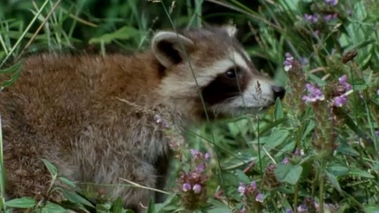 кадр из фильма Adventures