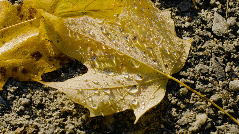 кадр из фильма An Autumn Holiday: America, 2024