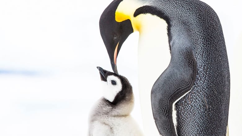 кадр из фильма Penguins: Meet the Family