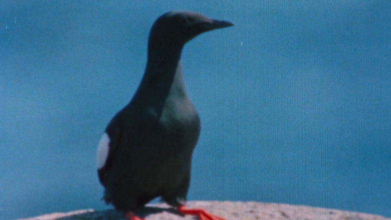 кадр из фильма Pohjoisten metsien äänet