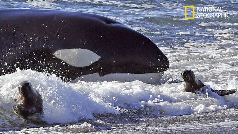 National Geographic : Le Festin Des Orques