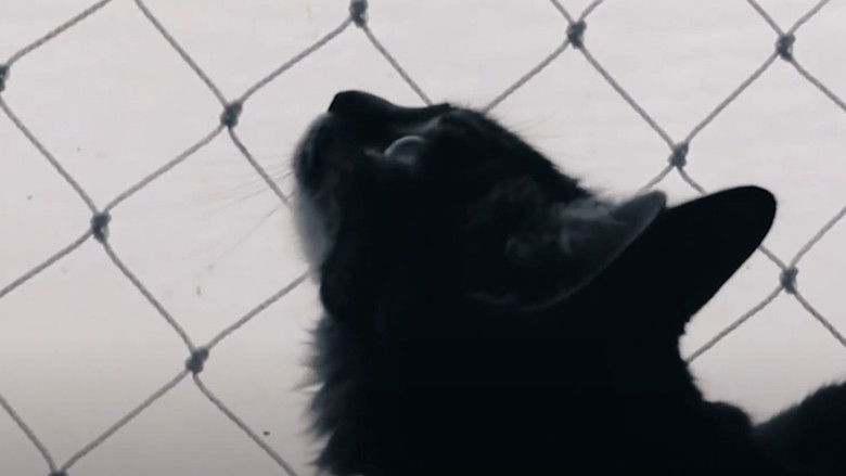 кадр из фильма (2) Seres em Transformação