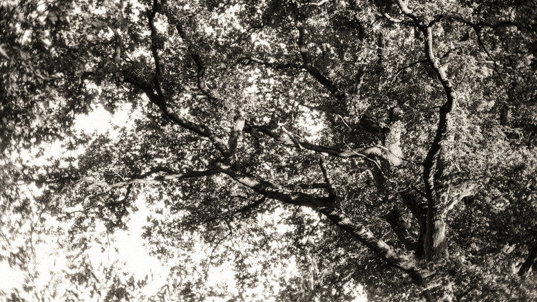 кадр из фильма Ein Traum vom Wald