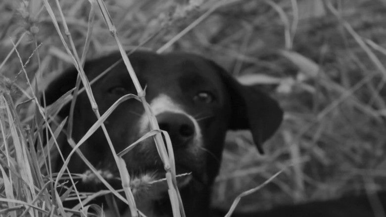 кадр из фильма Tierra de Perros