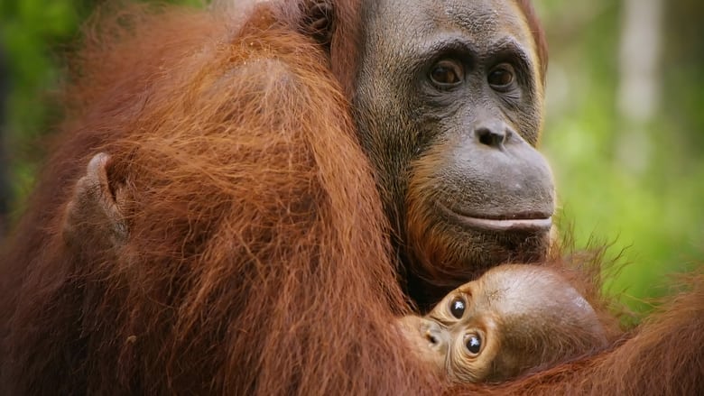 Red Ape: Saving the Orangutan