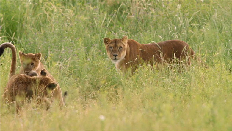 кадр из фильма Lion Ark