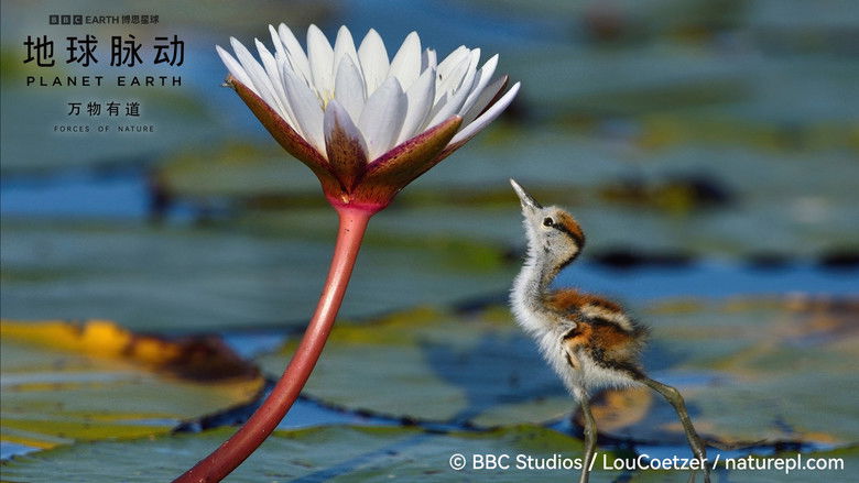 кадр из фильма Planet Earth: Forces of Nature