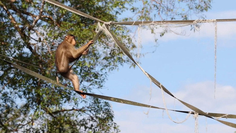 Bornéo, la jungle de l’espoir