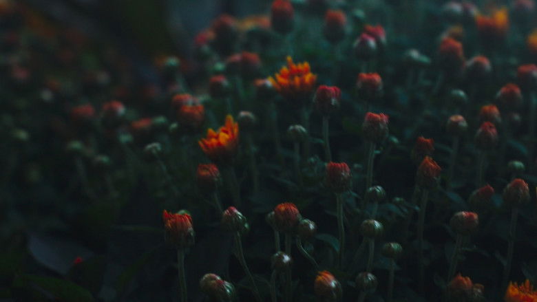 кадр из фильма Echoes of the City