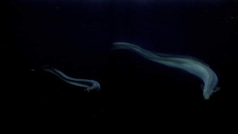 кадр из фильма Palingdans