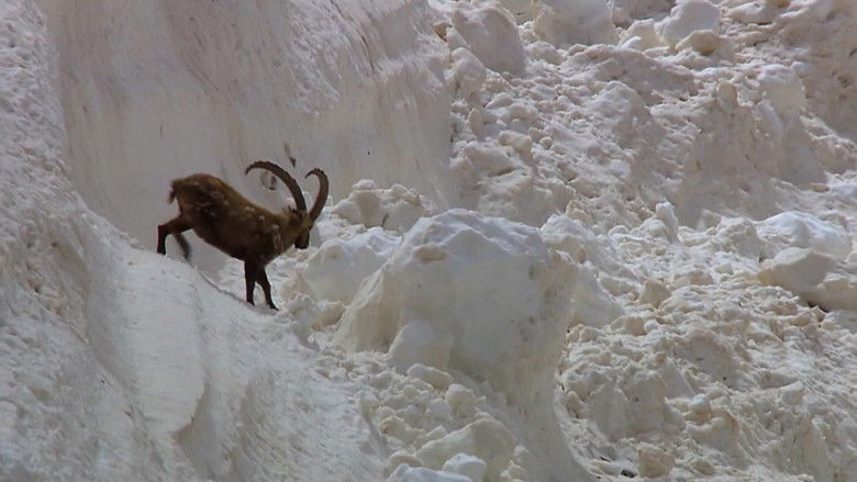 кадр из фильма Engadin: Switzerland's Wilderness