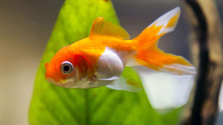 кадр из фильма Des poissons, pas si cons ?