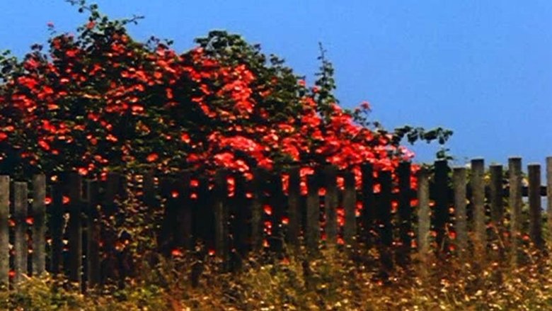 Всю мою жизнь