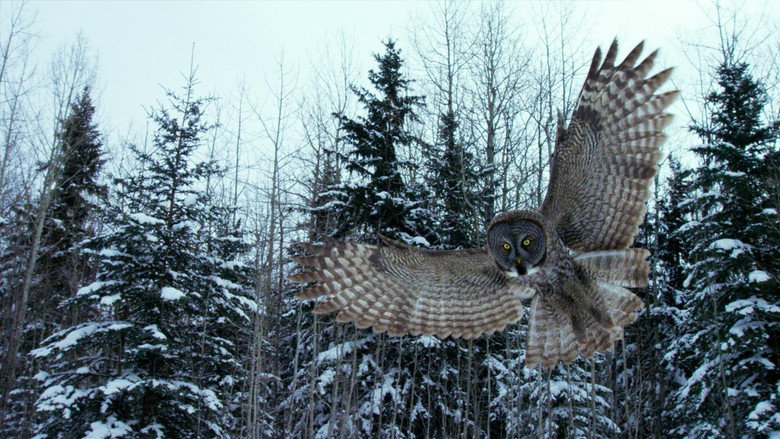 кадр из фильма Canada: Surviving the Wild North