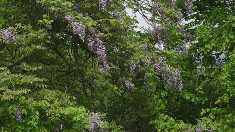 кадр из фильма Маленький лес. Зима, весна