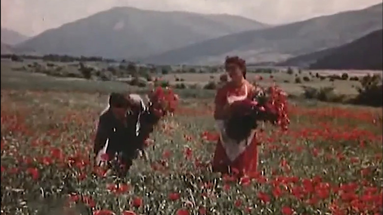 кадр из фильма Стрекоза