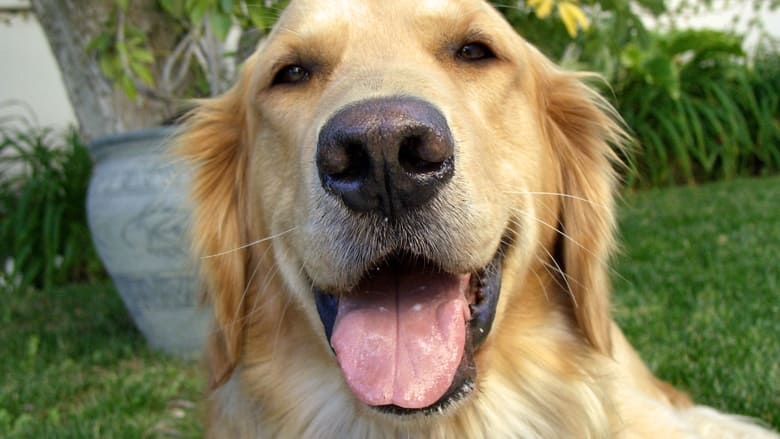 кадр из фильма And Man Created Dog