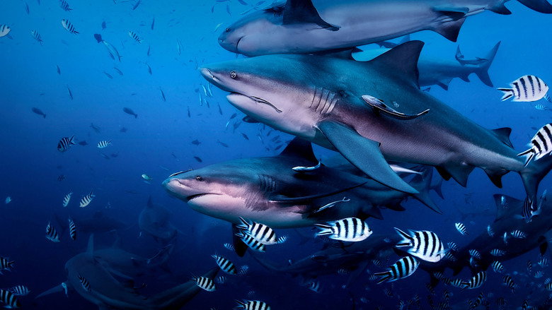 кадр из фильма Return to Shark Island
