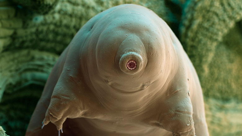 кадр из фильма Tardigrade, l'animal indestructible