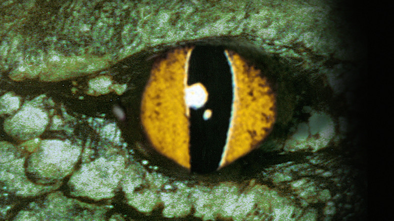 кадр из фильма Крокодил