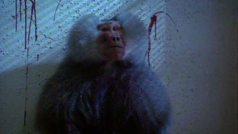 кадр из фильма Shakma