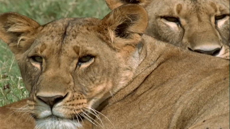 кадр из фильма Lion Queen
