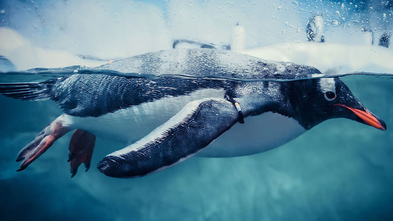 кадр из фильма Penguins: Meet the Family