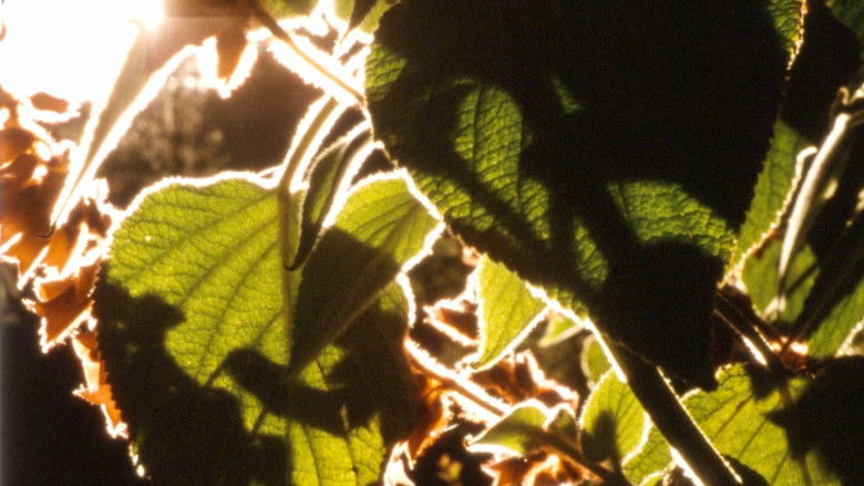 кадр из фильма Ember Days