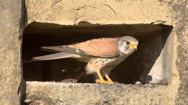кадр из фильма Tiltott zóna - Harctéren a vadvilág
