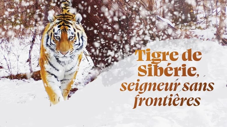кадр из фильма Tigre de Sibérie, seigneur sans frontières
