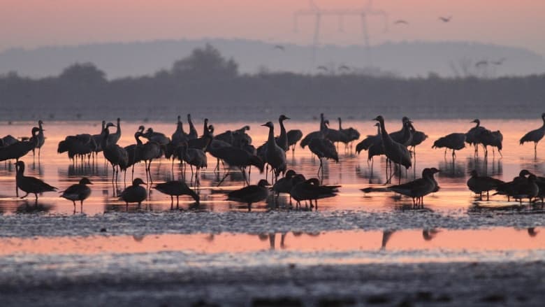 кадр из фильма Négy évszak a magyar pusztán