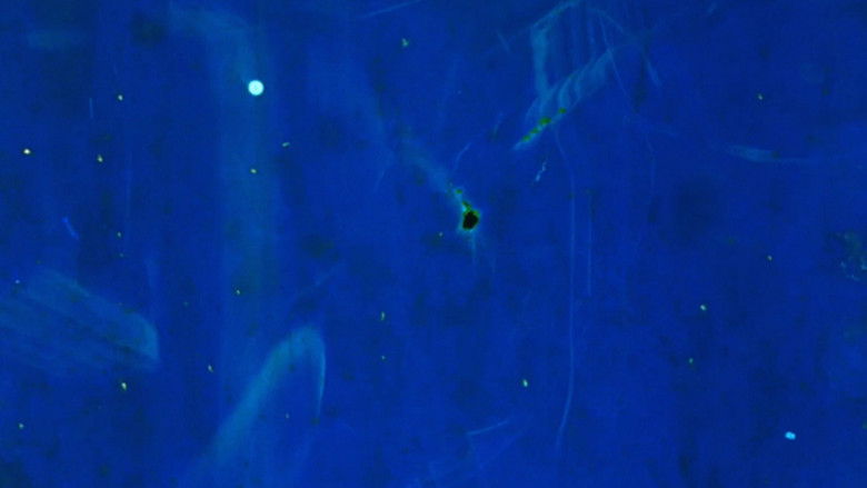 кадр из фильма Sound of a Million Insects, Light of a Thousand Stars