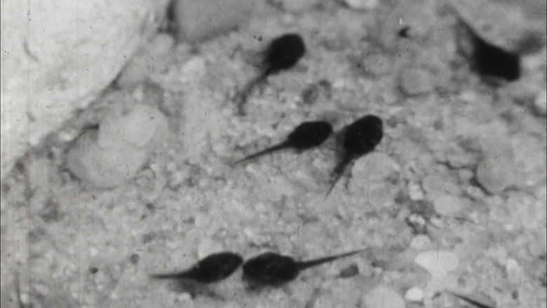 кадр из фильма Joe Was Not So Happy