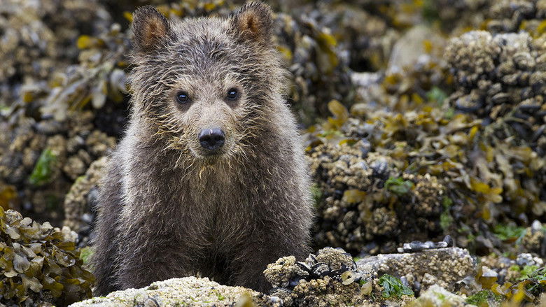 кадр из фильма Медведи