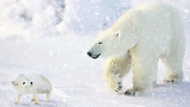кадр из фильма The Great Polar Bear Adventure