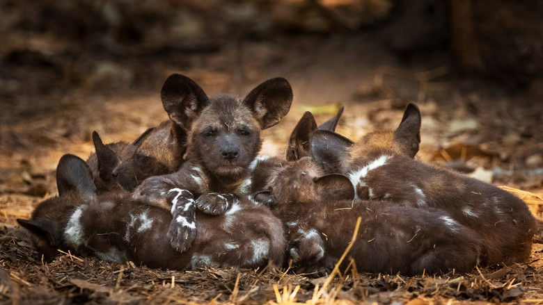 кадр из фильма Gorongosa: Paradise Reborn