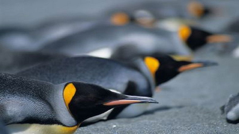 кадр из фильма Penguins: The Story of the Bird that wanted to be Fish