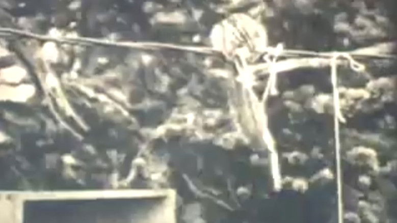 Chumming with Chipmunks