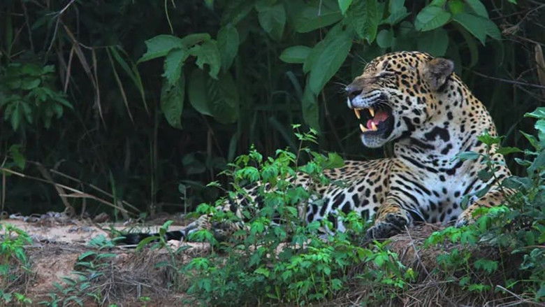 кадр из фильма Yaguareté, la última frontera