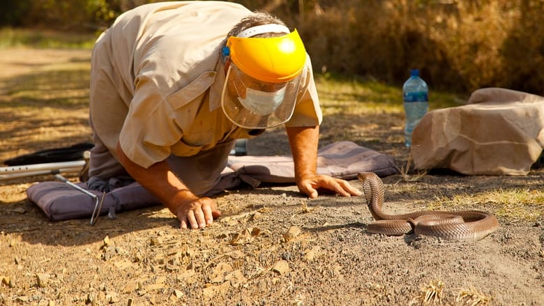 кадр из фильма Cobra Mafia